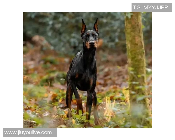 伊萨克花费三万镑购杜宾犬护卫自遭死亡威胁后安全措施升级 伊萨克花费三万镑购杜宾犬护卫自遭死亡威胁后安全措施升级